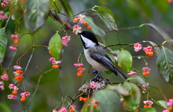 Guida Pratica all"Implementazione di un Sistema di Gestione Ambientale ISO 14001 nel Settore Manifatturiero